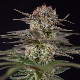 Runtz Automatic (Zamnesia Seeds) Feminized