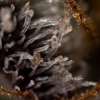 Runtz Automatic (Zamnesia Seeds) Feminized