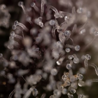 Runtz Automatic (Zamnesia Seeds) Feminized