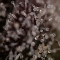 Runtz Automatic (Zamnesia Seeds) Feminized