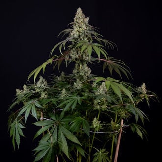 Runtz Automatic (Zamnesia Seeds) Feminized