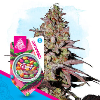 Runtz Automatic (Zamnesia Seeds) Feminized