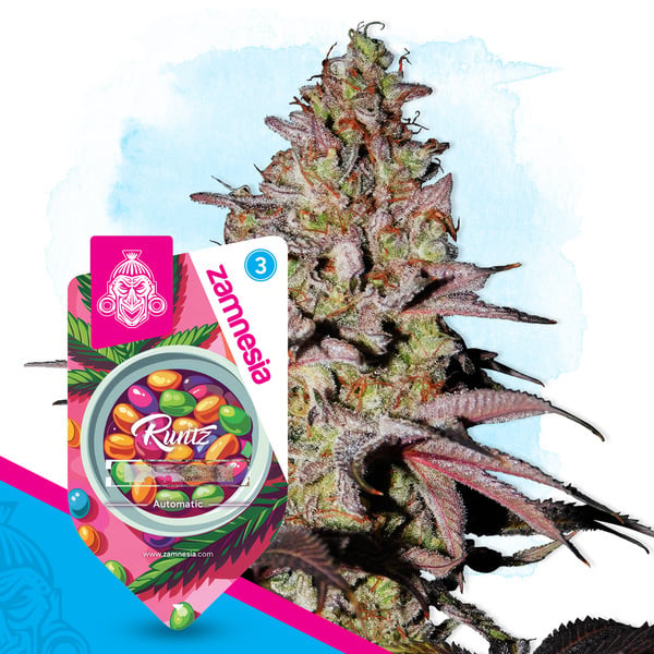 Runtz Automatic (Zamnesia Seeds) Feminized