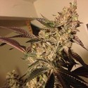 Strawberry Sour Diesel (Devil Harvest Original) feminized