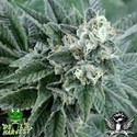 Strawberry Sour Diesel (Devil Harvest Original) feminized