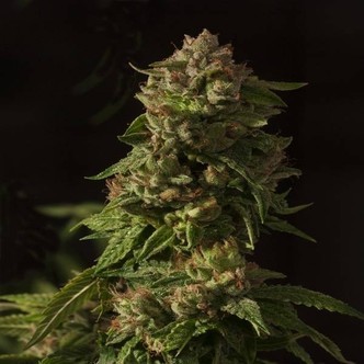 Fallen Angel (Devil Harvest Original) feminized