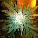 Fallen Angel (Devil Harvest Original) feminized