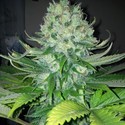 Fallen Angel (Devil Harvest Original) feminized