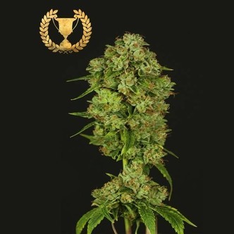 Casey Jones (Devil's Harvest Seeds) feminized