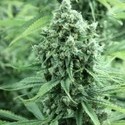 Casey Jones (Devil Harvest Original) feminized