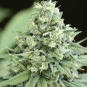 Casey Jones (Devil Harvest Original) feminized