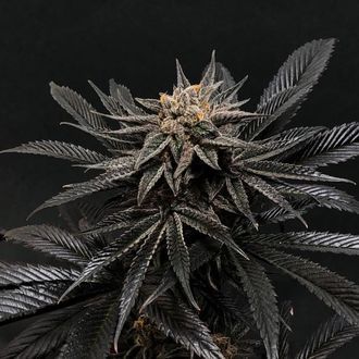 Rosso Corsa (French Connection) Feminized