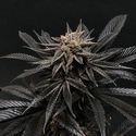 Rosso Corsa (French Connection) Feminized
