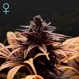 Deep Candy (Greenhouse Seeds) feminized