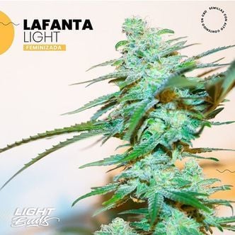 Lafanta Light (Light Buds) feminized