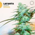 Lafanta Light (Light Buds) Feminized