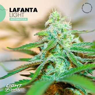 Lafanta Light Auto (Light Buds) Feminized