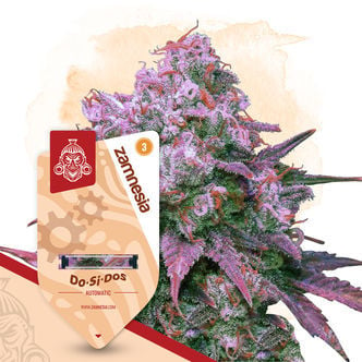 Do-Si-Dos Automatic (Zamnesia Seeds) Feminized