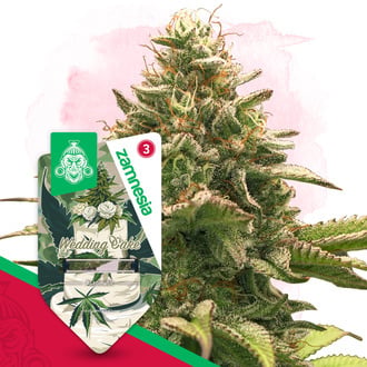 Wedding Cake Automatic (Zamnesia Seeds) feminized