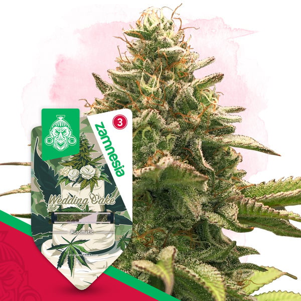 Wedding Cake Automatic (Zamnesia Seeds) feminized