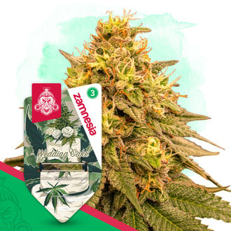 Wedding Cake (Zamnesia Seeds) Feminized