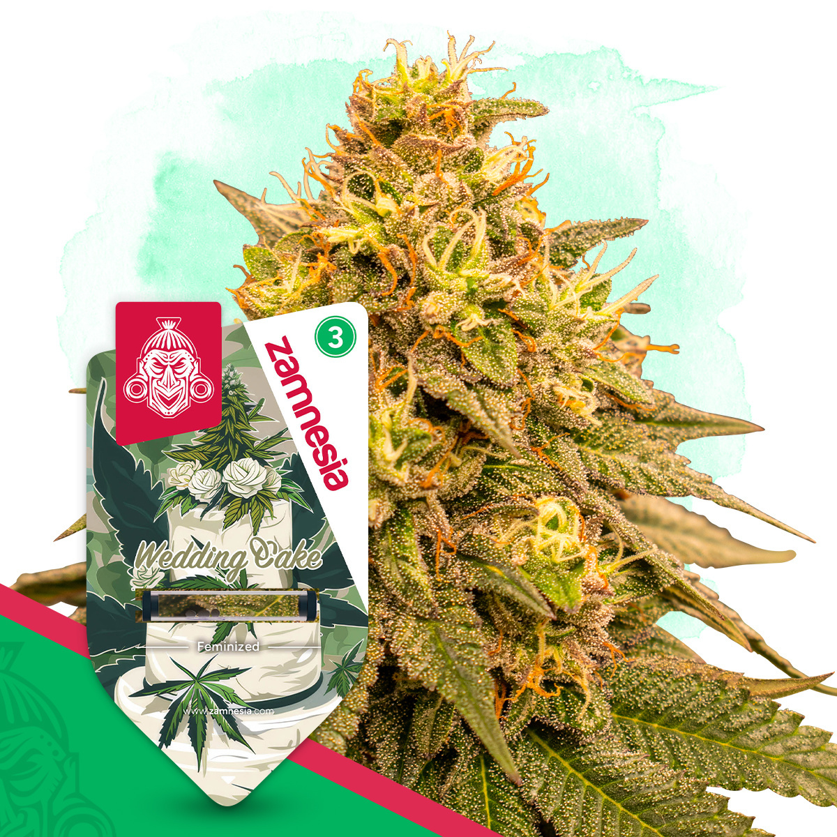 Wedding Cake | Zamnesia Seeds | Wietzaadjes