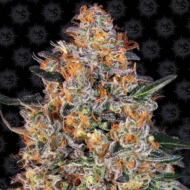 Bubba Kush | Barney's Farm | Wietzaadjes