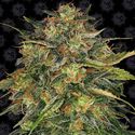 Cheese (Barney's Farm) Feminized