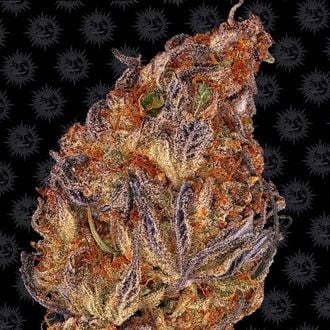 Runtz Auto (Barney's Farm) Feminized