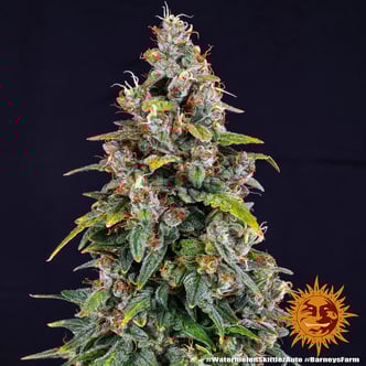 Watermelon Zkittlez Auto (Barney's Farm) Feminized