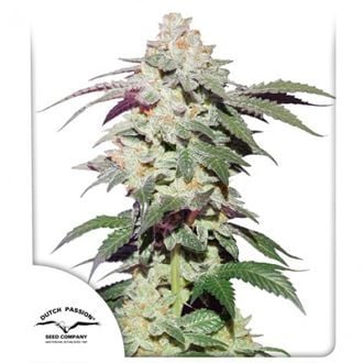 Skywalker Haze (Dutch Passion) Feminized