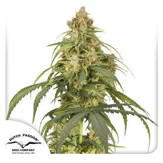 Auto CBD-Victory (Dutch Passion) Feminized