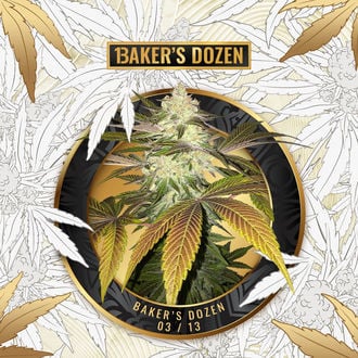 Baker's Dozen Exclusive (T.H.Seeds x Zamnesia) Feminized