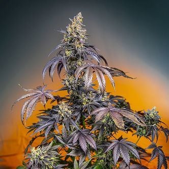 Red Gorilla Girl XL Auto (Sweet Seeds) feminized