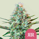 Royal Runtz (Royal Queen Seeds) Feminized