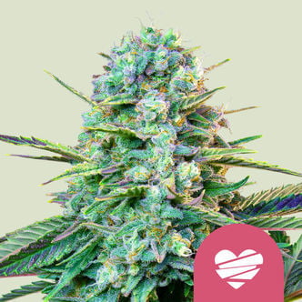 Wedding Crasher (Royal Queen Seeds) Feminized