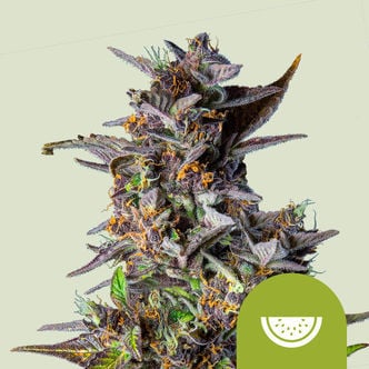 Watermelon Automatic (Royal Queen Seeds) Feminized