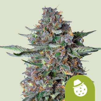Do-Si-Dos Automatic (Royal Queen Seeds) Feminized