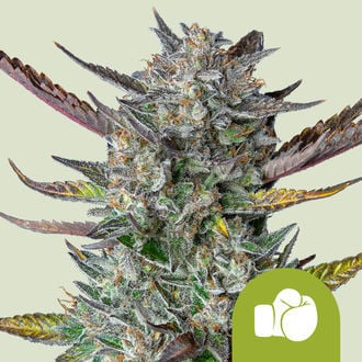 Purple Punch Automatic (Royal Queen Seeds) Feminized