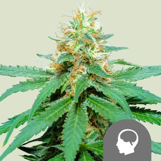 Amnesia Haze (Royal Queen Seeds) Regular