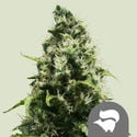 Skunk XL (Royal Queen Seeds) Regular