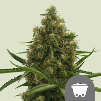 Shining Silver Haze (Royal Queen Seeds) Regular