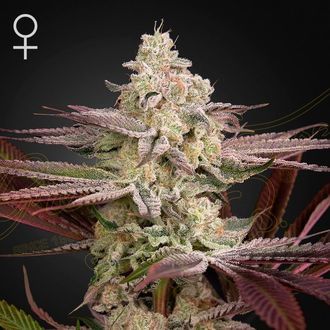Chemical Bride (Greenhouse Seeds) Feminized