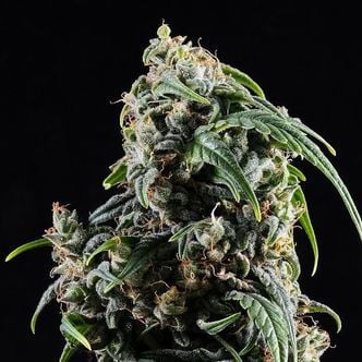 CBDV Auto (Kannabia) Feminized