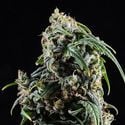 CBDV Auto (Kannabia) Feminized
