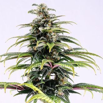 CBG Auto (Kannabia) Feminized