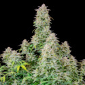 Forbidden Runtz Auto (FastBuds) Feminized