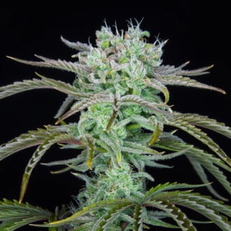 Strawberry Banana Auto (FastBuds) Feminized