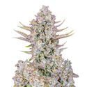 Purple Punch Auto (FastBuds) Feminized