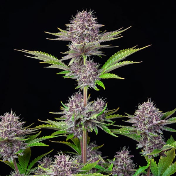 Purple Punch Auto (FastBuds) Feminized